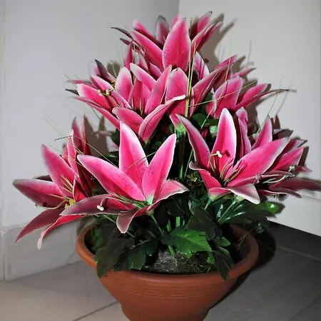 B E B La Fontana Del Carmine Lejlighed